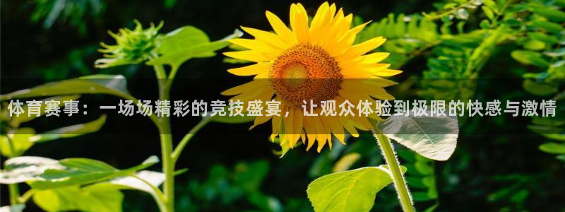 体育赛事：一场场精彩的竞技盛宴，让观众体验到极限的快感与激情